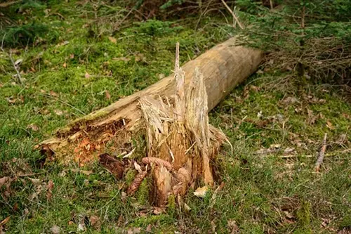 Tree And Bush Debris Removal Ashburn Virginia